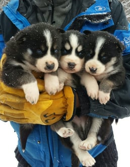 Husky_Puppies